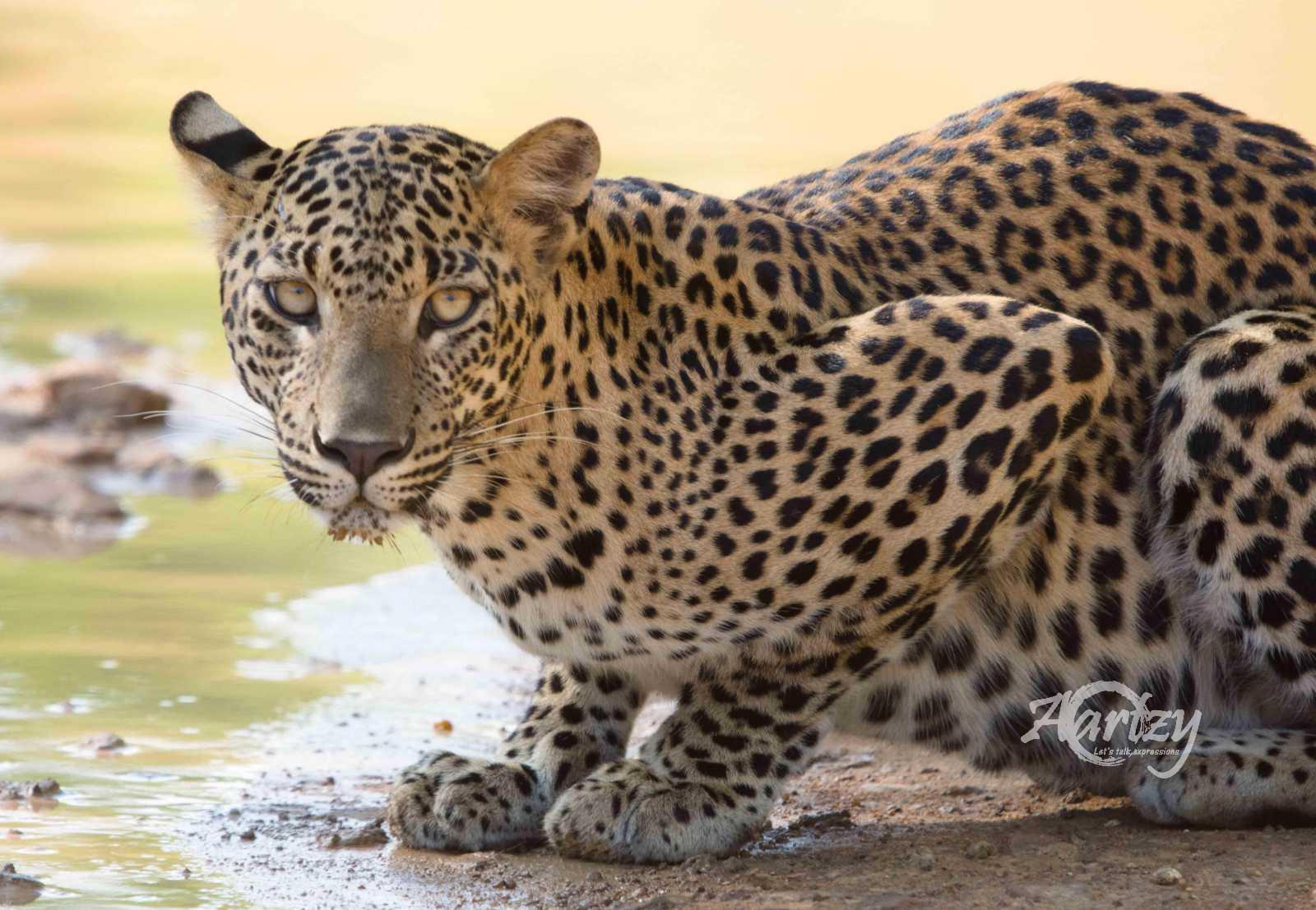 Cold Drink on a Hot Day