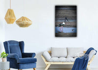 Black Necked Stork