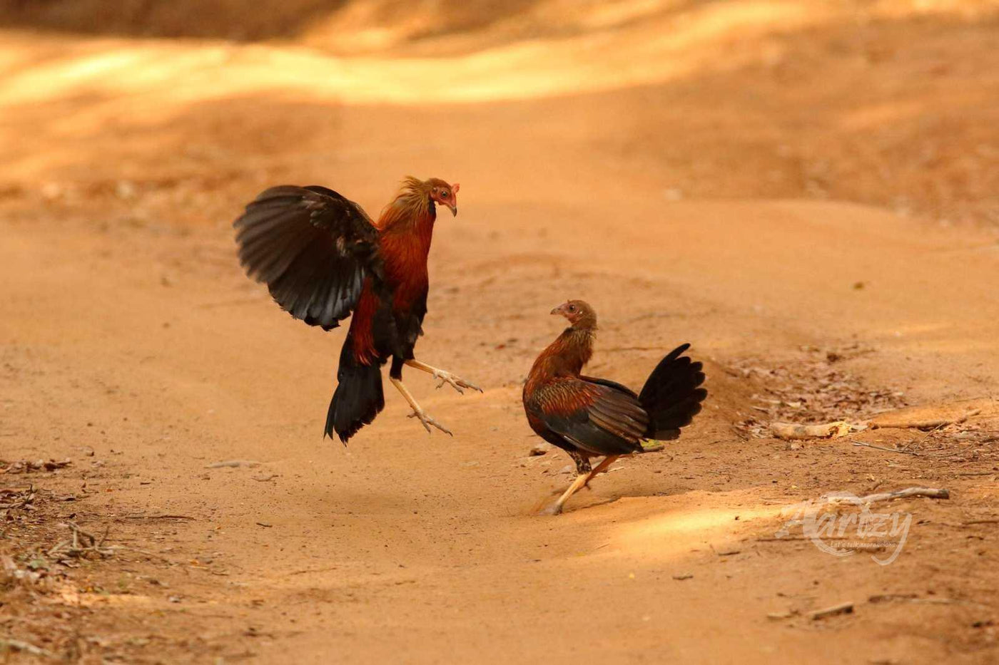 Fighting Against All Odds