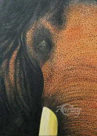 Ivory Majesty
