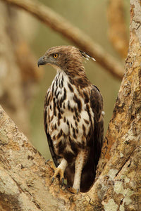 Ruler of the Sky