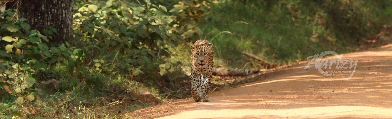 The Warrior Approaches