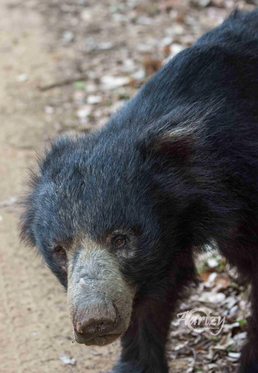 Sloth Bears of Sri Lanka