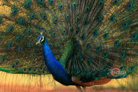 Majestic Beauty
