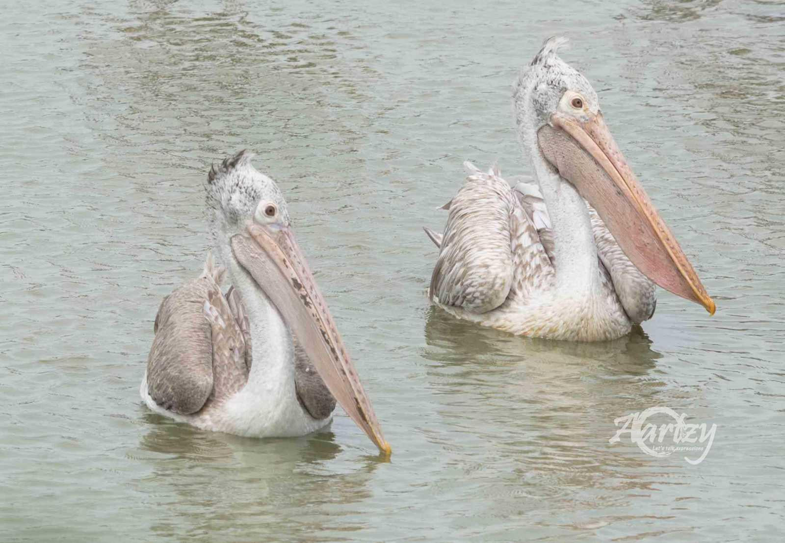 Pelican Duo