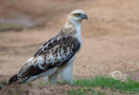 Bird of Prey