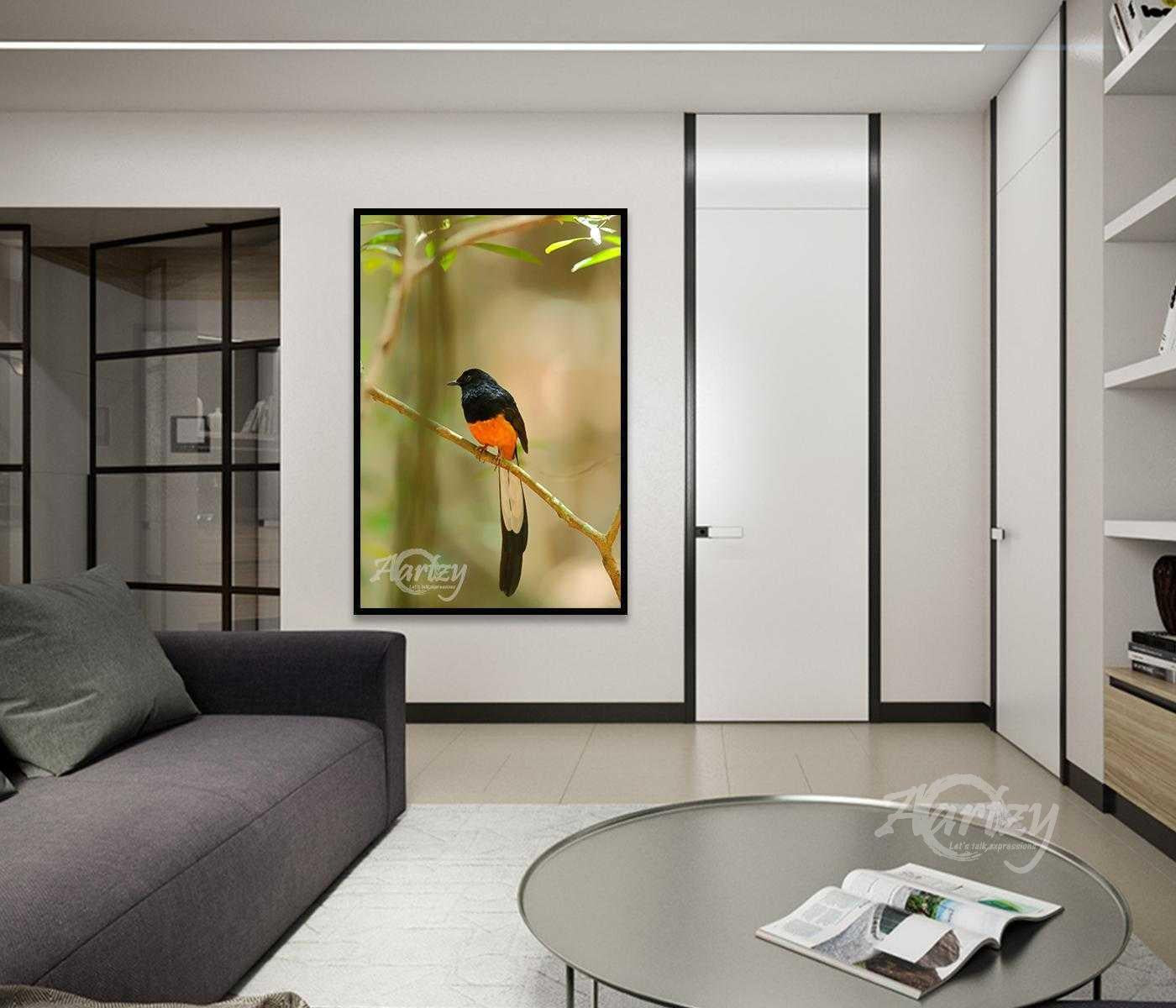 Orange Bellied Observer