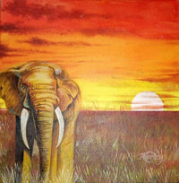 Wild Sunsets