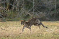 Stride with Purpose