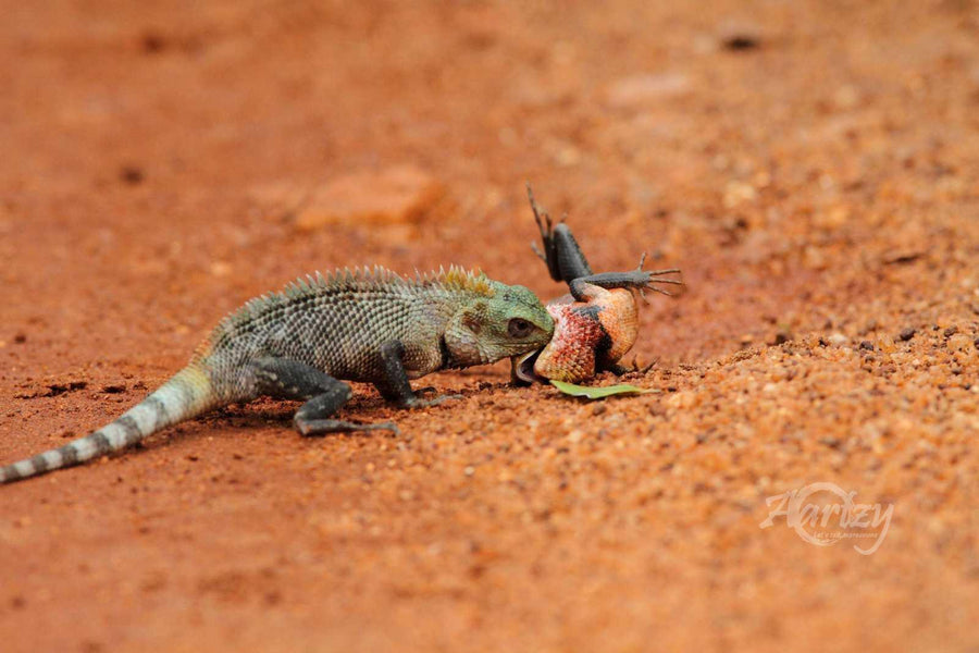 Battles of The Jungle