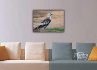 Bird of Prey