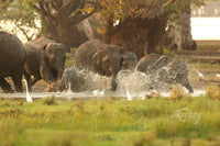 Splashing Toddlers