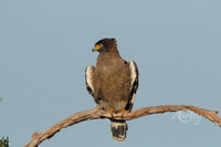 Hawk Eye