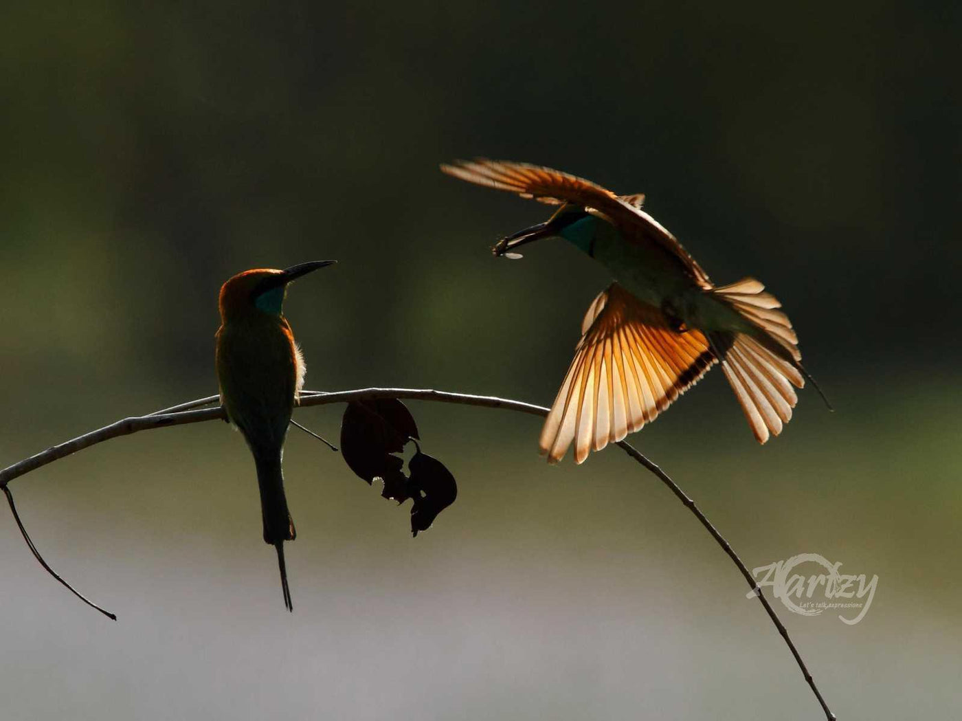 Soaring Above Ground