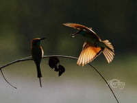 Soaring Above Ground