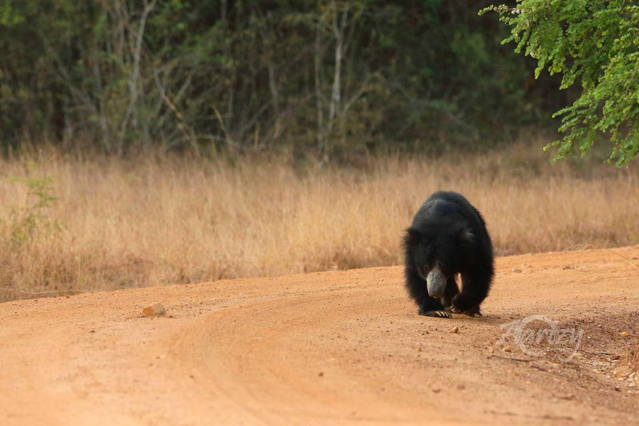 The Bear Necessities