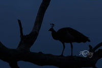 Beauty at Dusk