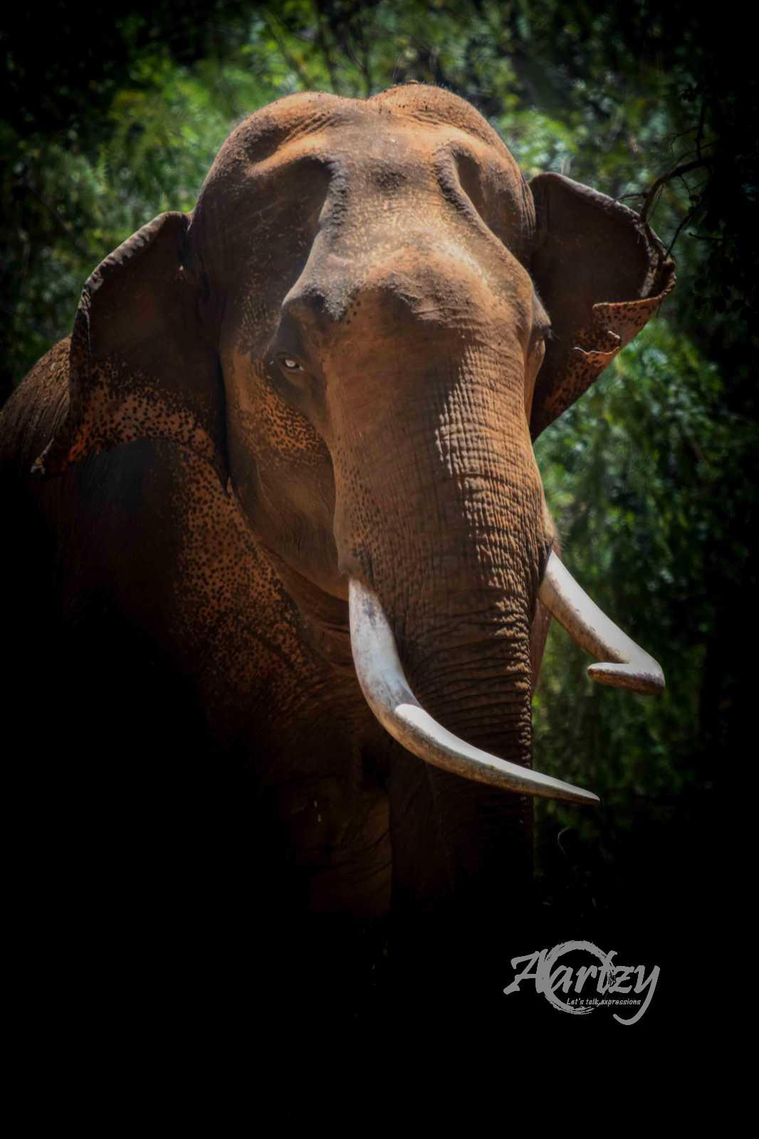 Giant through the Thicket