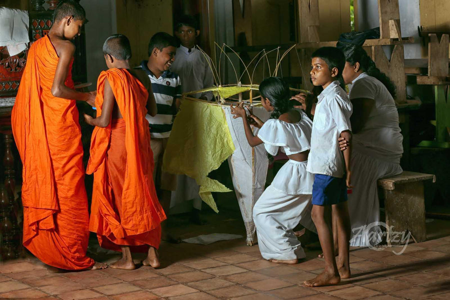 A Lotus about to Bloom