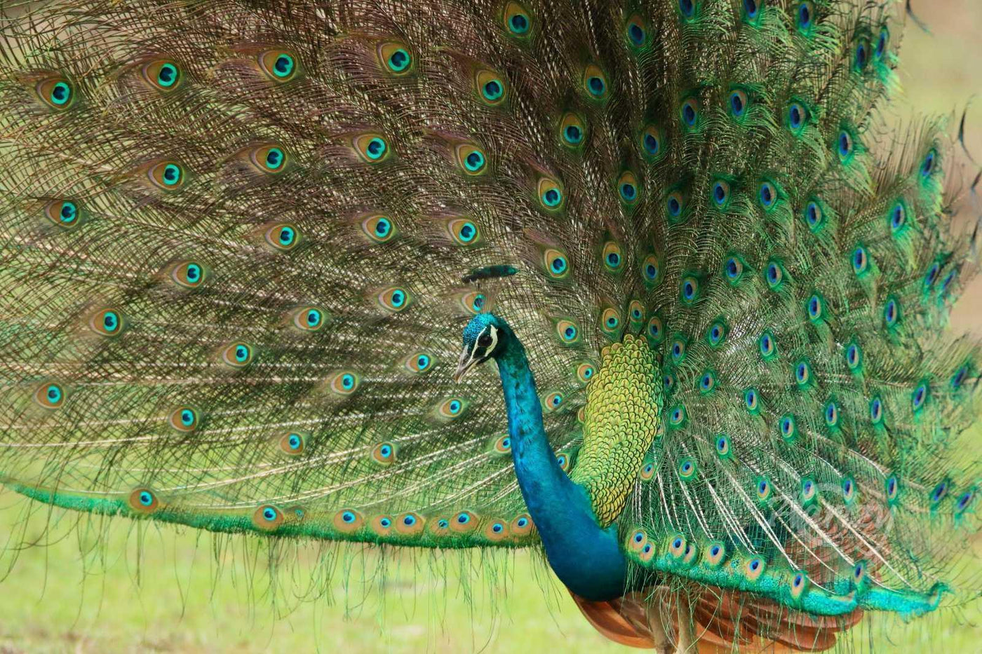 Splendor of the Wild