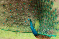 Splendor of the Wild