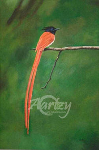 Watchful Flycatcher