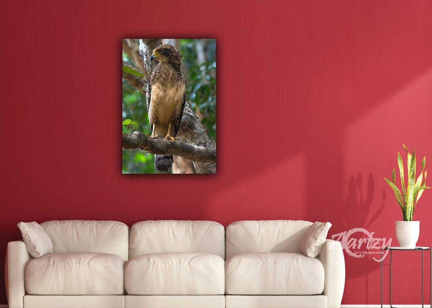 Juvenile Serpent Eagle