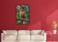 Juvenile Serpent Eagle