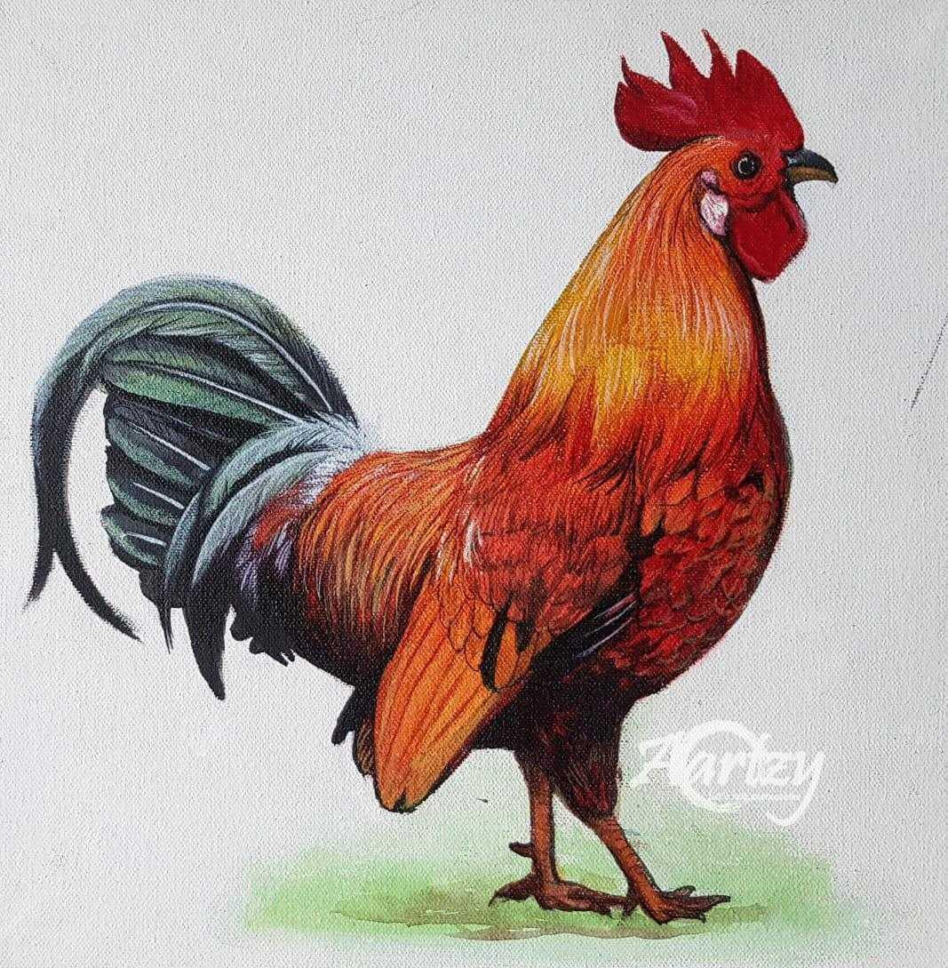 Vivid Cockerel
