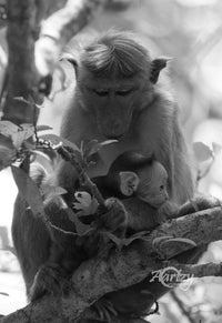 Mother's Love