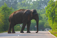 Road Blocks