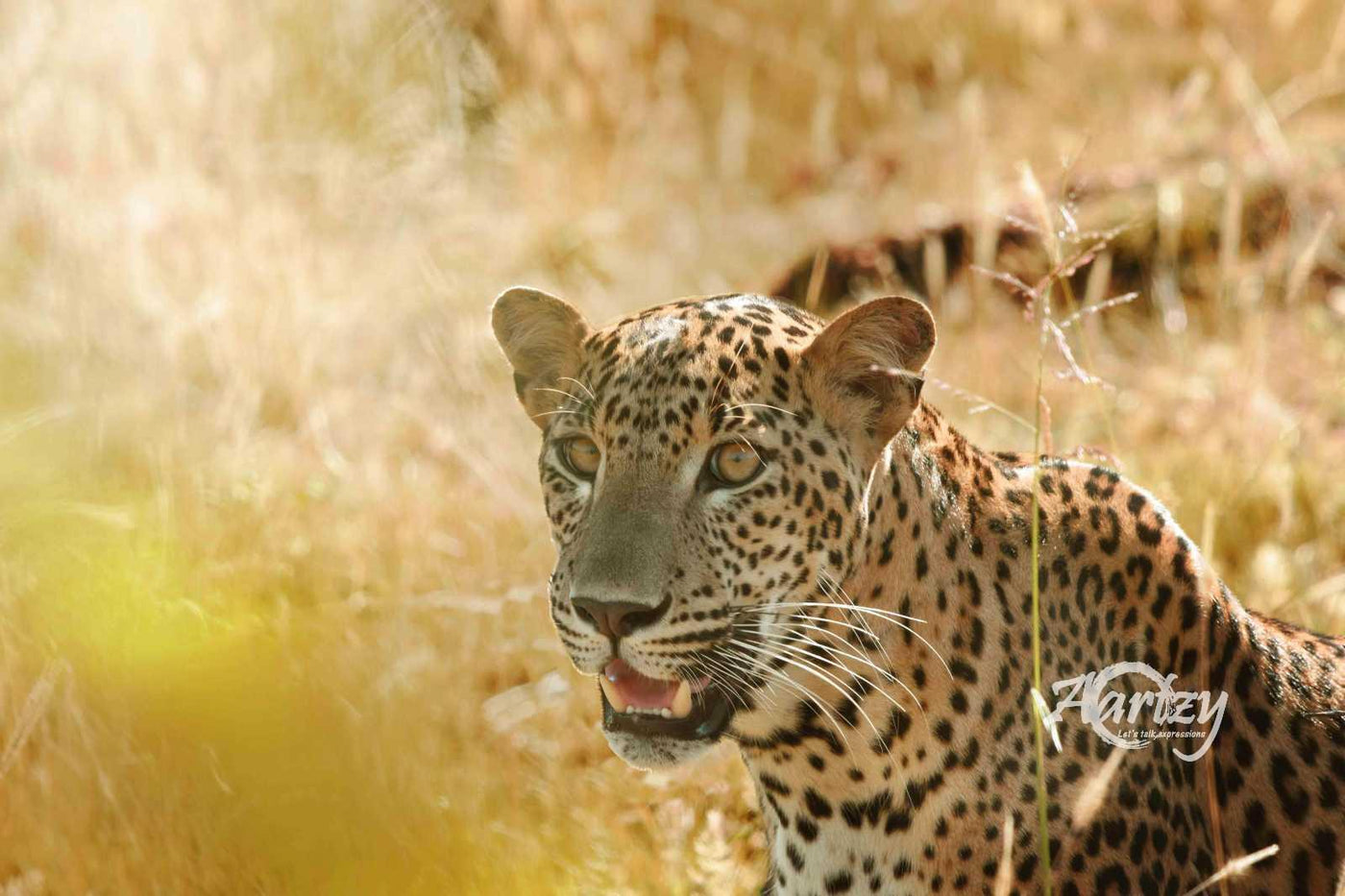 Priest of the Temple