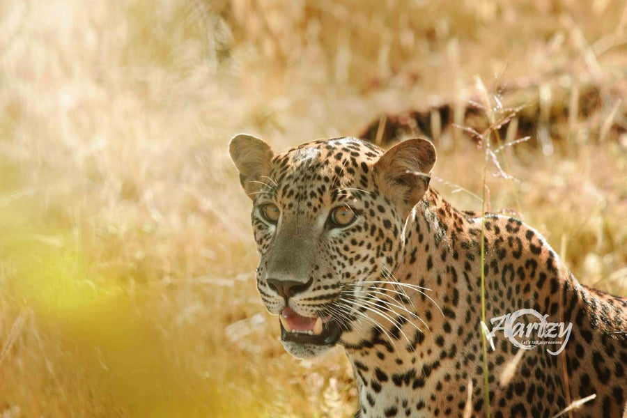Priest of the Temple