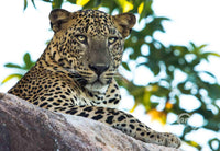 Leopard Who Doesn't Care