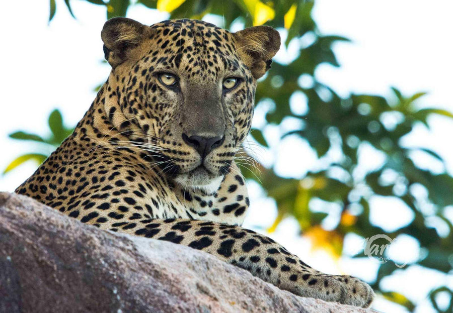 Leopard Who Doesn't Care