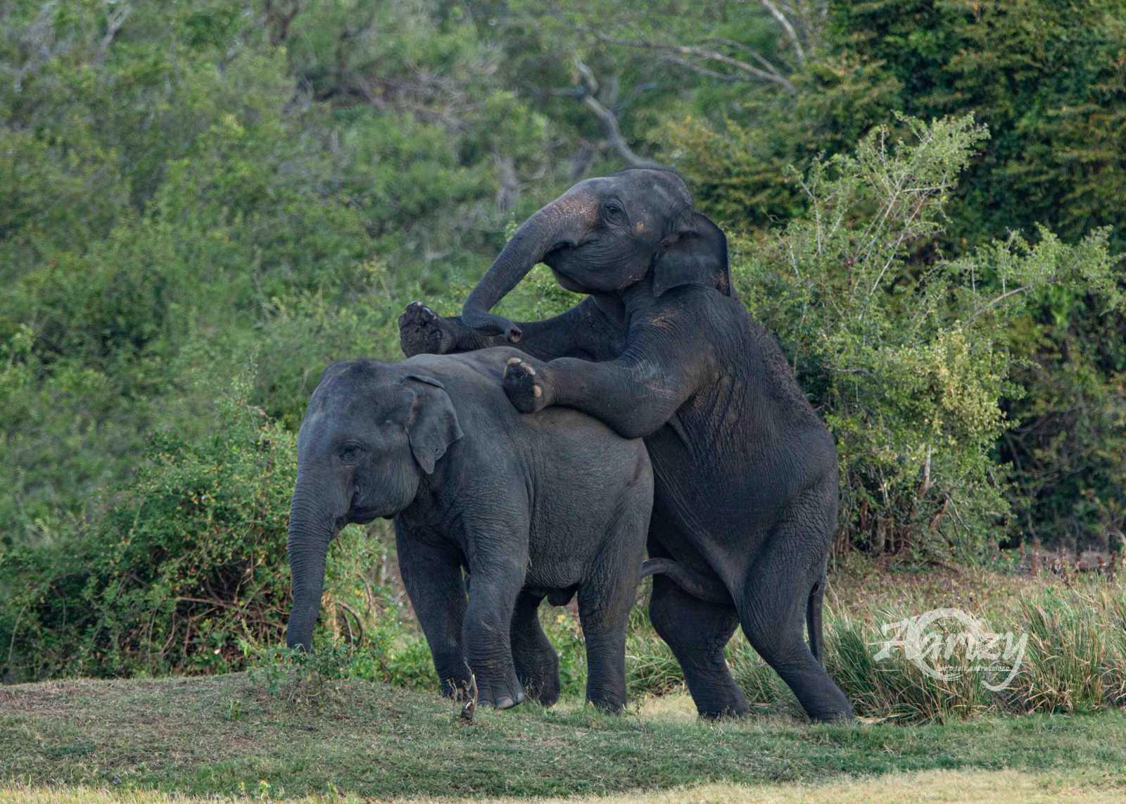 Mischief in the Wild