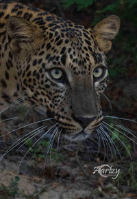 Spots