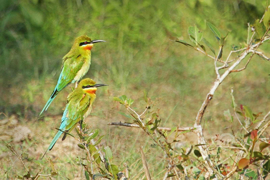 Birds Who Flock Together