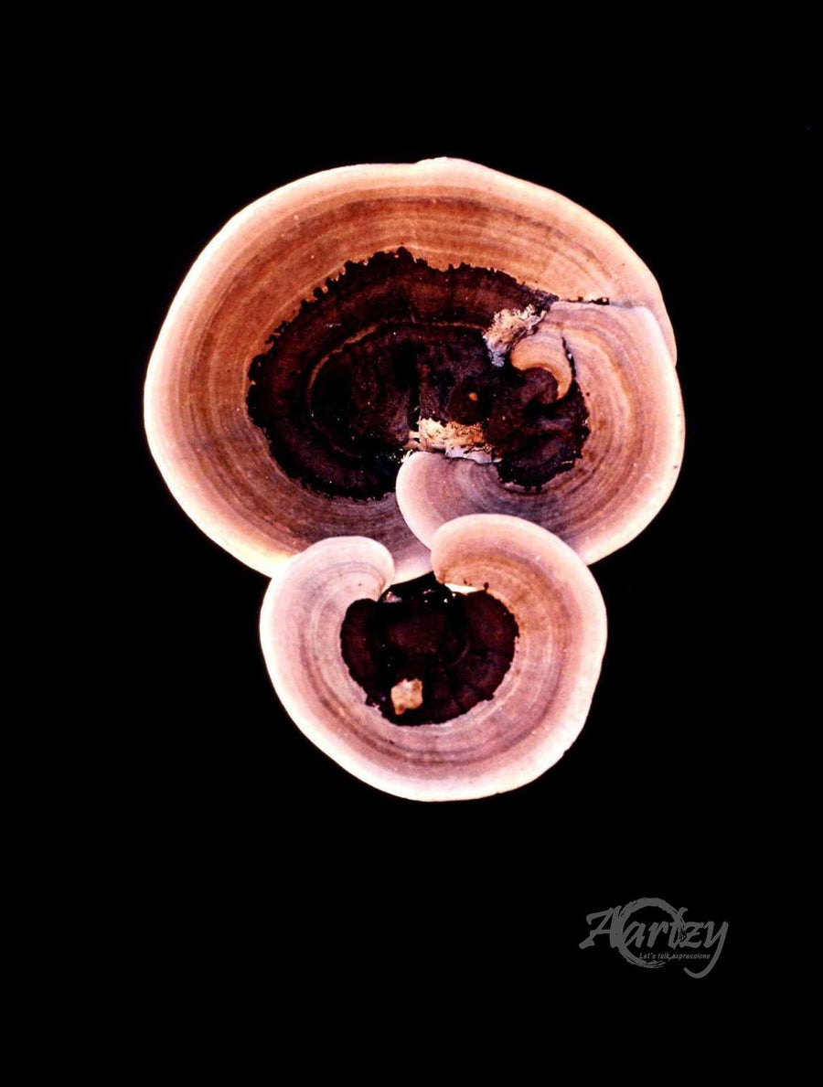 Extraterrestrial Experience