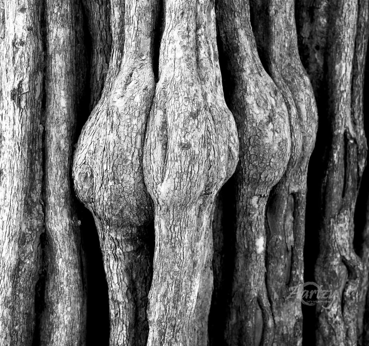 Old Limbs