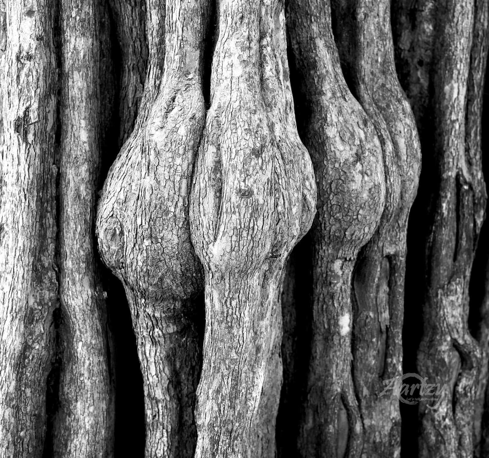 Old Limbs