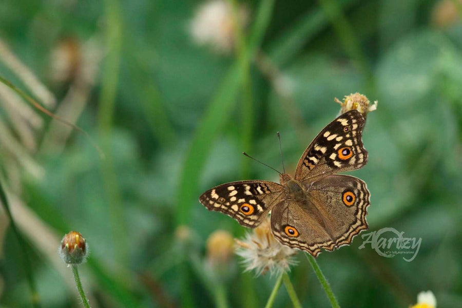 With Eyes Behind Its Head