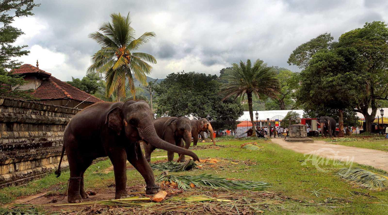 The Giant Dining Table