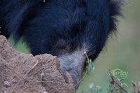 Sniffing Up a Treat