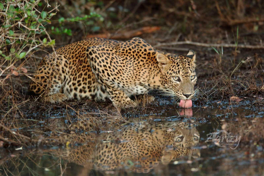 Quenching the Thirst