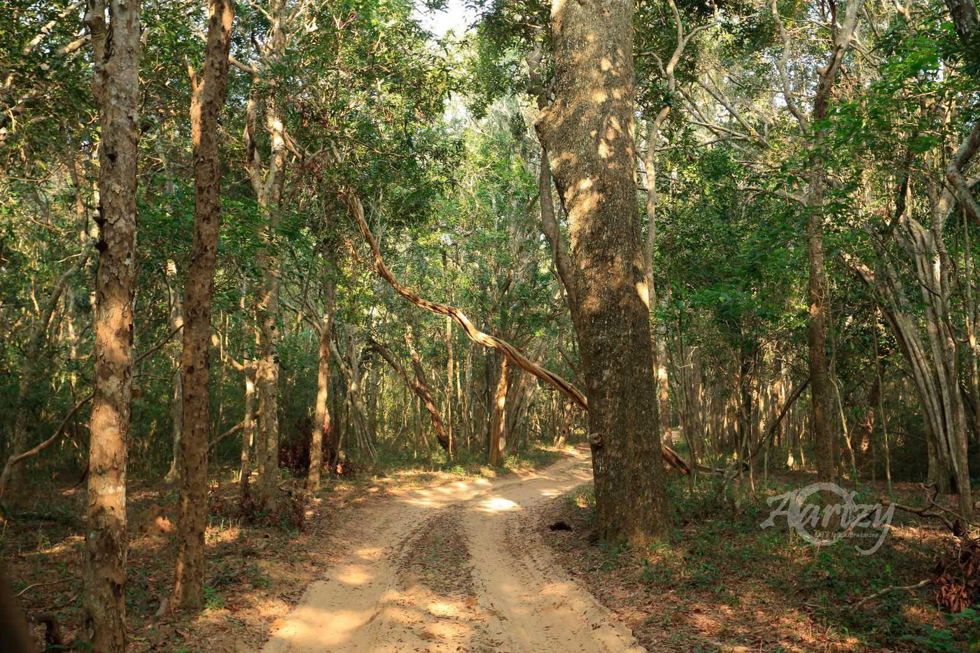 The Road to the Wilderness