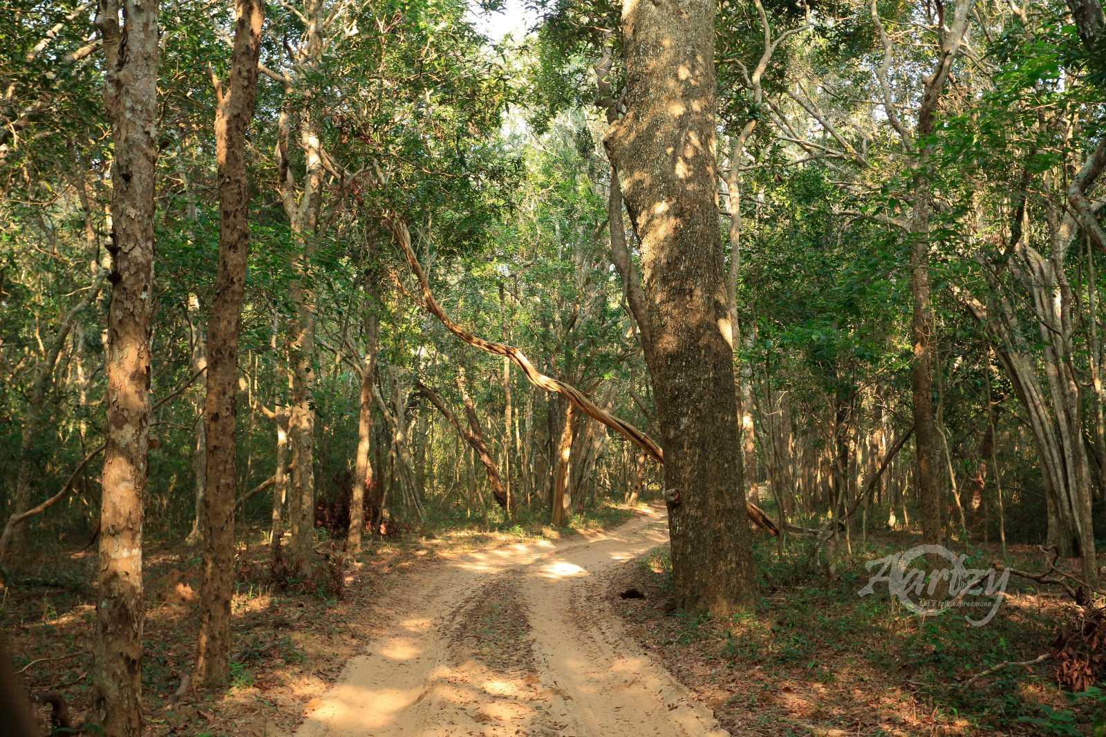 The Road to the Wilderness