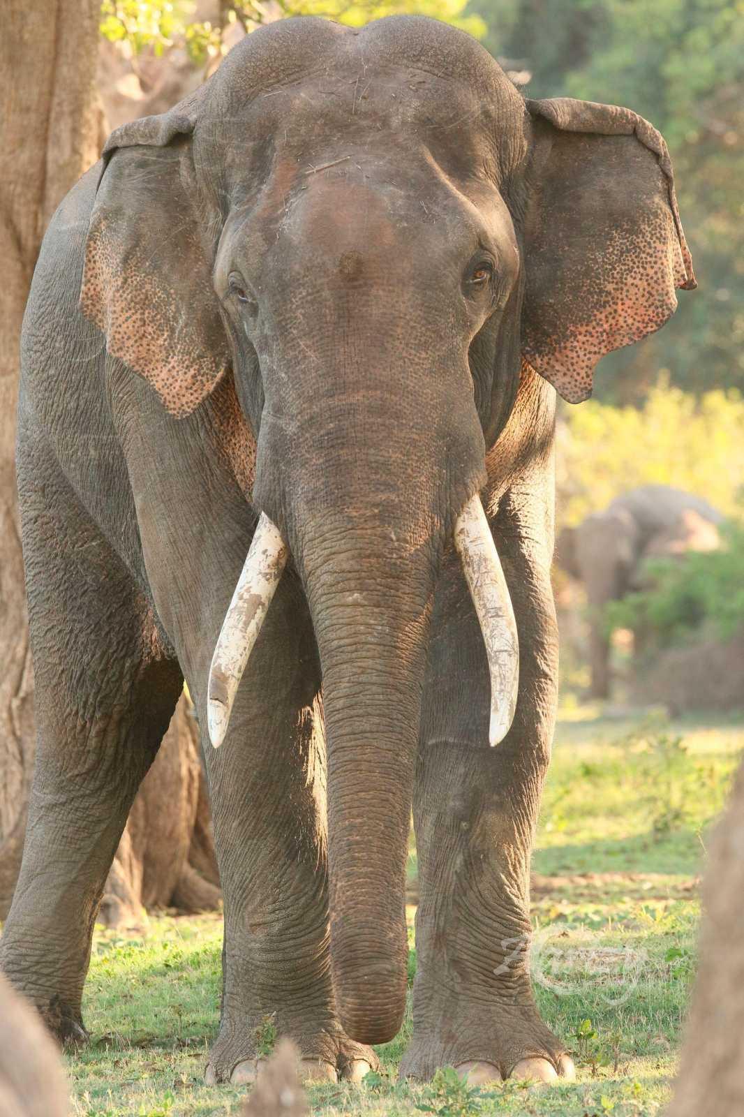 The Gray of An Elephant