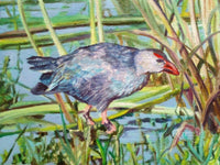 Marshland Melody