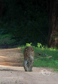 Majestic Walks